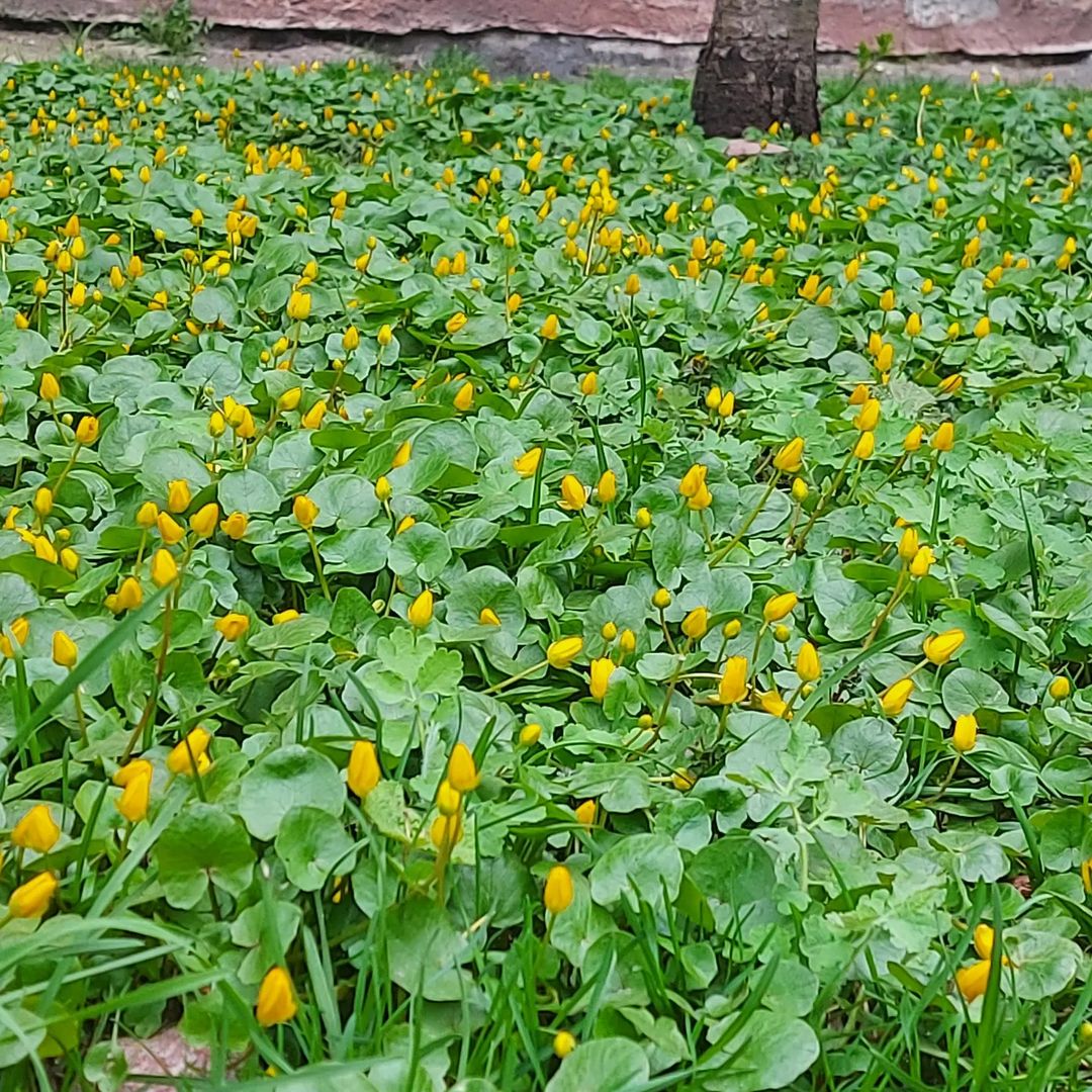 agnikylavok