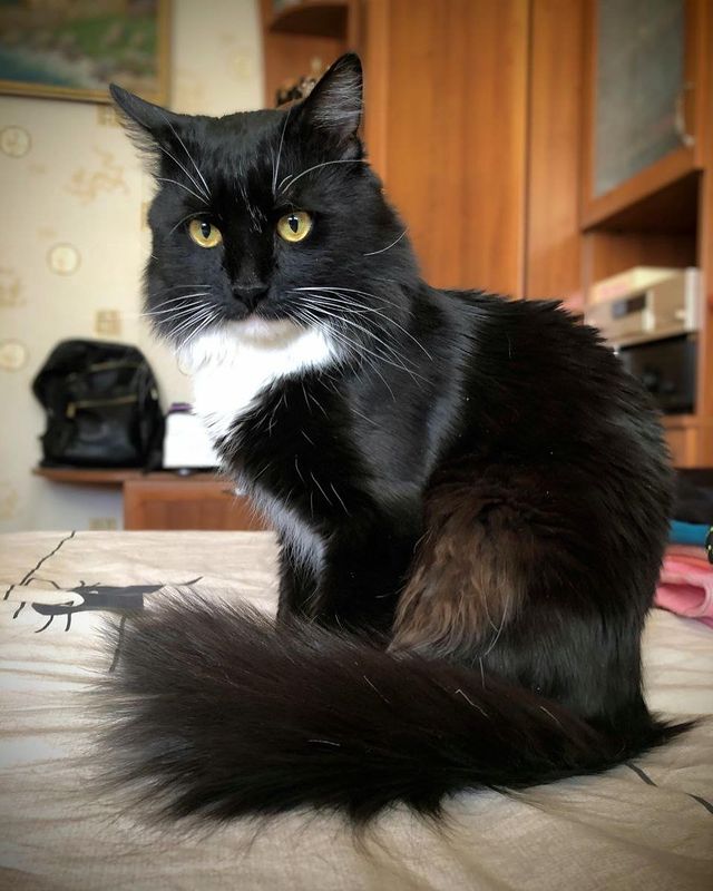 bvstudio в LOOKY. #ziggy,#ziggythecat,#ziggystardust,#bvstudio,#bvstudiophotos,#bvstudiovideo,#catlife,#catlovers. We are exactly one y...