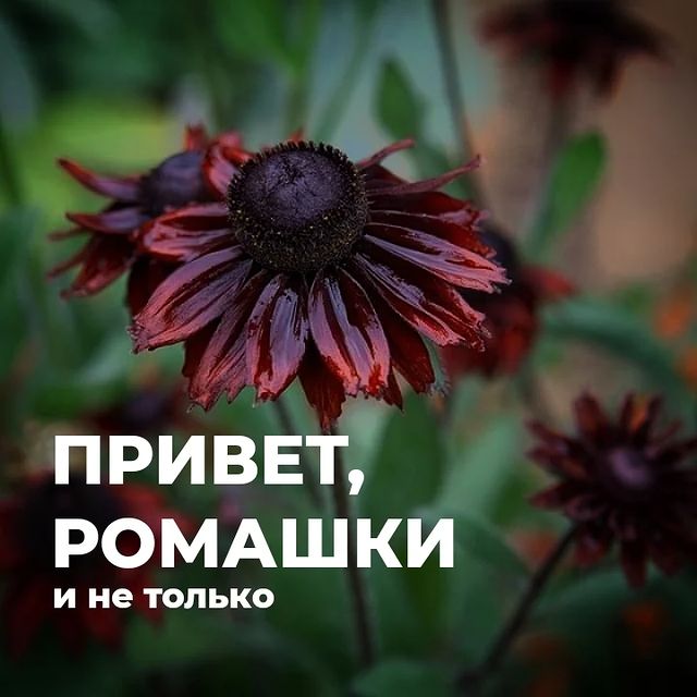 topalova.pro в LOOKY. #однолетники,#однолетниецветы,#миксбордер,#растениядлясада,#дача,#ромашки,#похоженаромашки. 🌼 Ромашки и не толь...