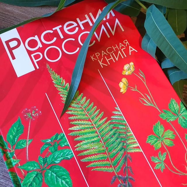 olesya_russkix в LOOKY. . 🌲За сбор грибов теп...