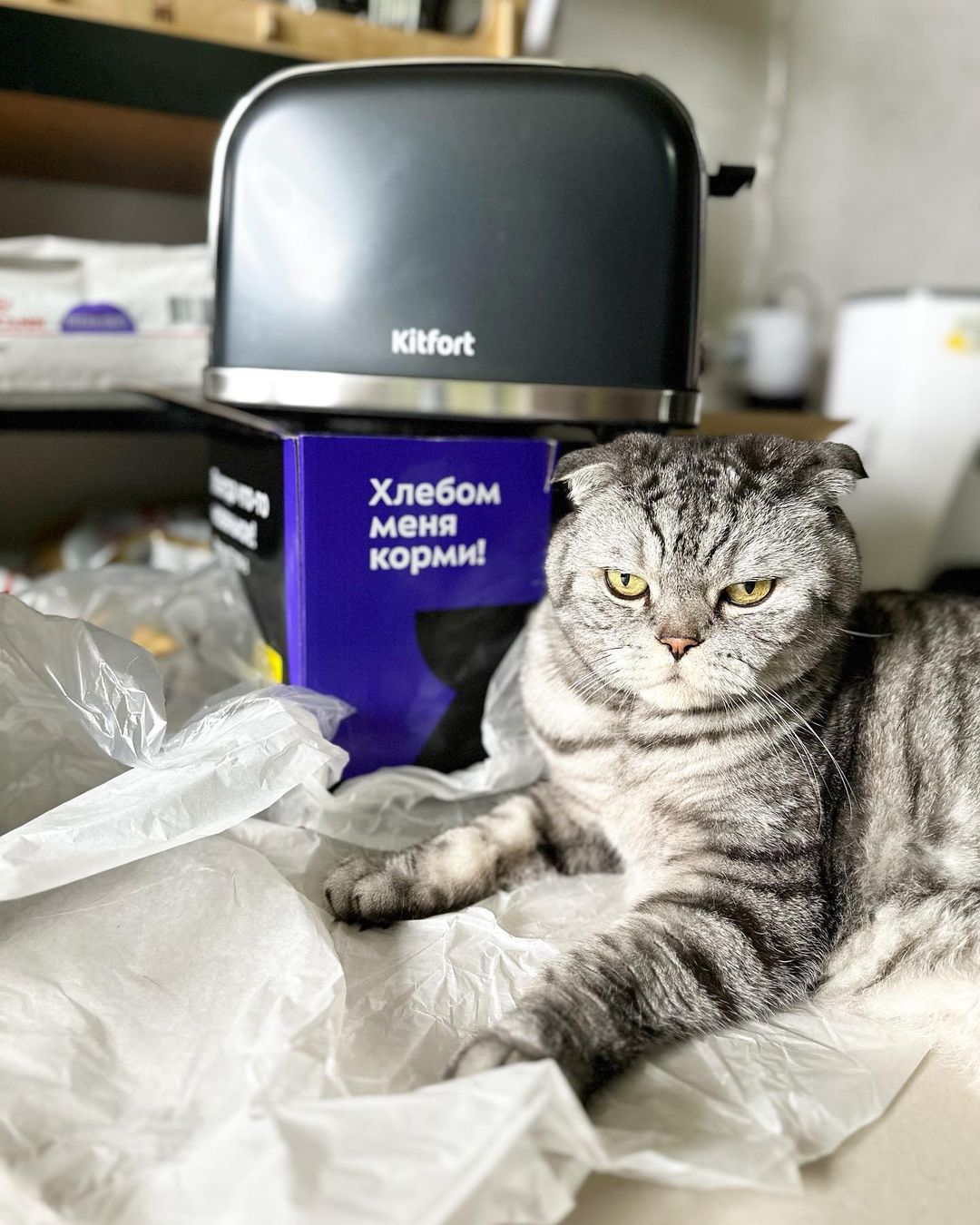 famousniki in LOOKY. #kitfort,#тостер,#когдатыкот,#котик,#котблогер,#никикот,#famousniki. Да, хлебом меня не к...
