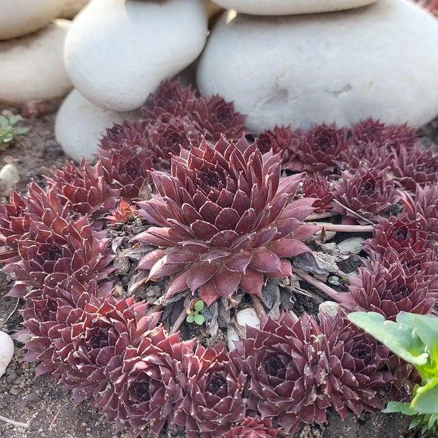 nadezhda_chem в LOOKY. #молодило,#семпервивум,#sempervivum. Красотки все сочней ...