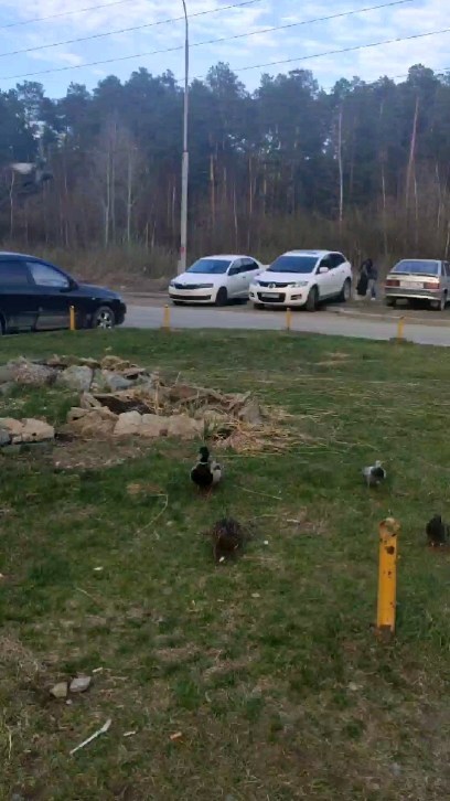anyutaro_greeneyes в LOOKY. #actorLeeMinHo. Wild ducks
 Гуляю, с...