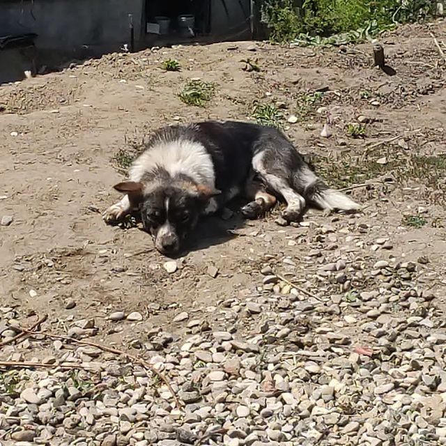 viktoria_help_animals_kmv в LOOKY. . Сегодня надо забират...