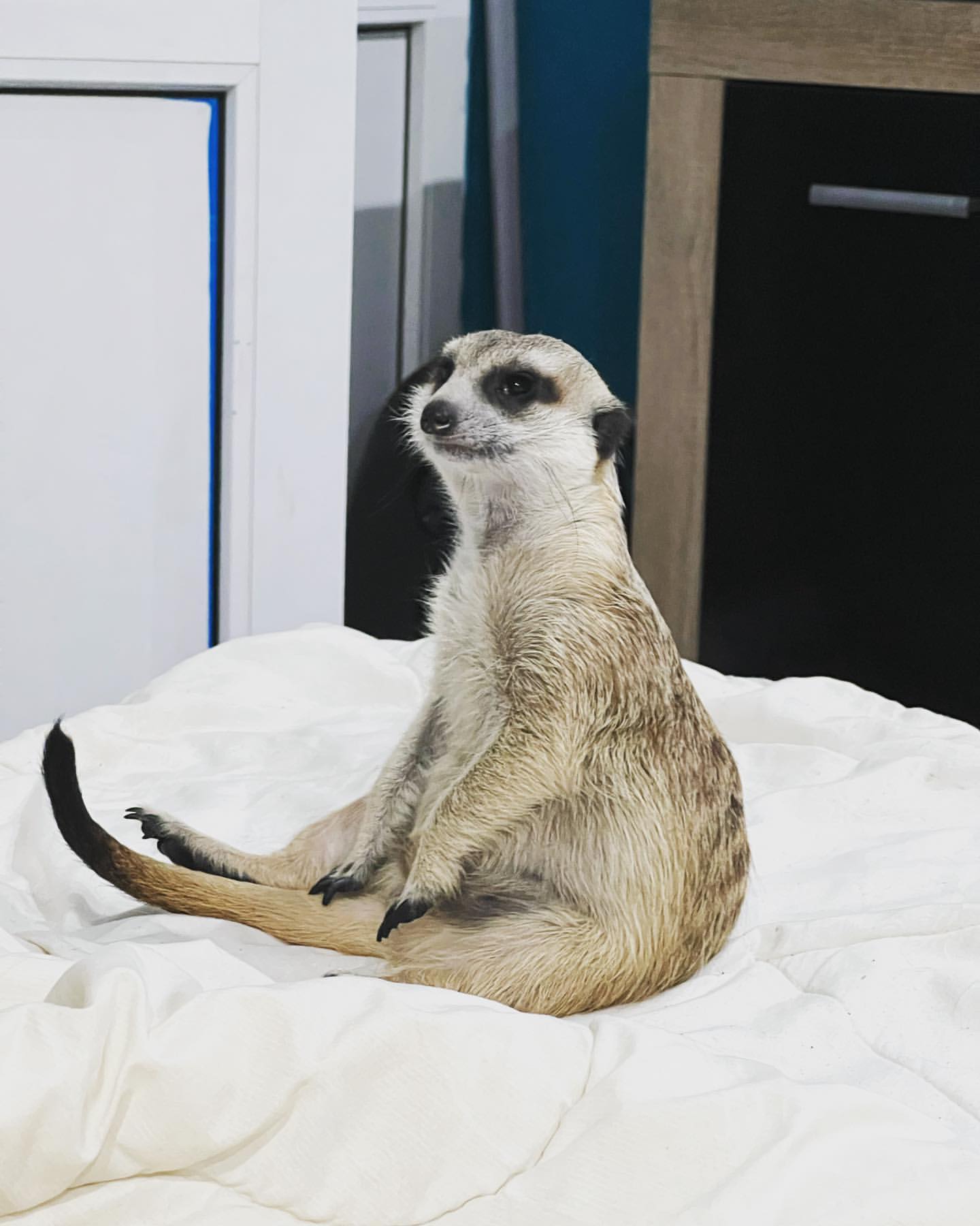 volodko_singer in LOOKY. #suricate,#suricato. Гипнотизирует 🦸🏻‍♂...