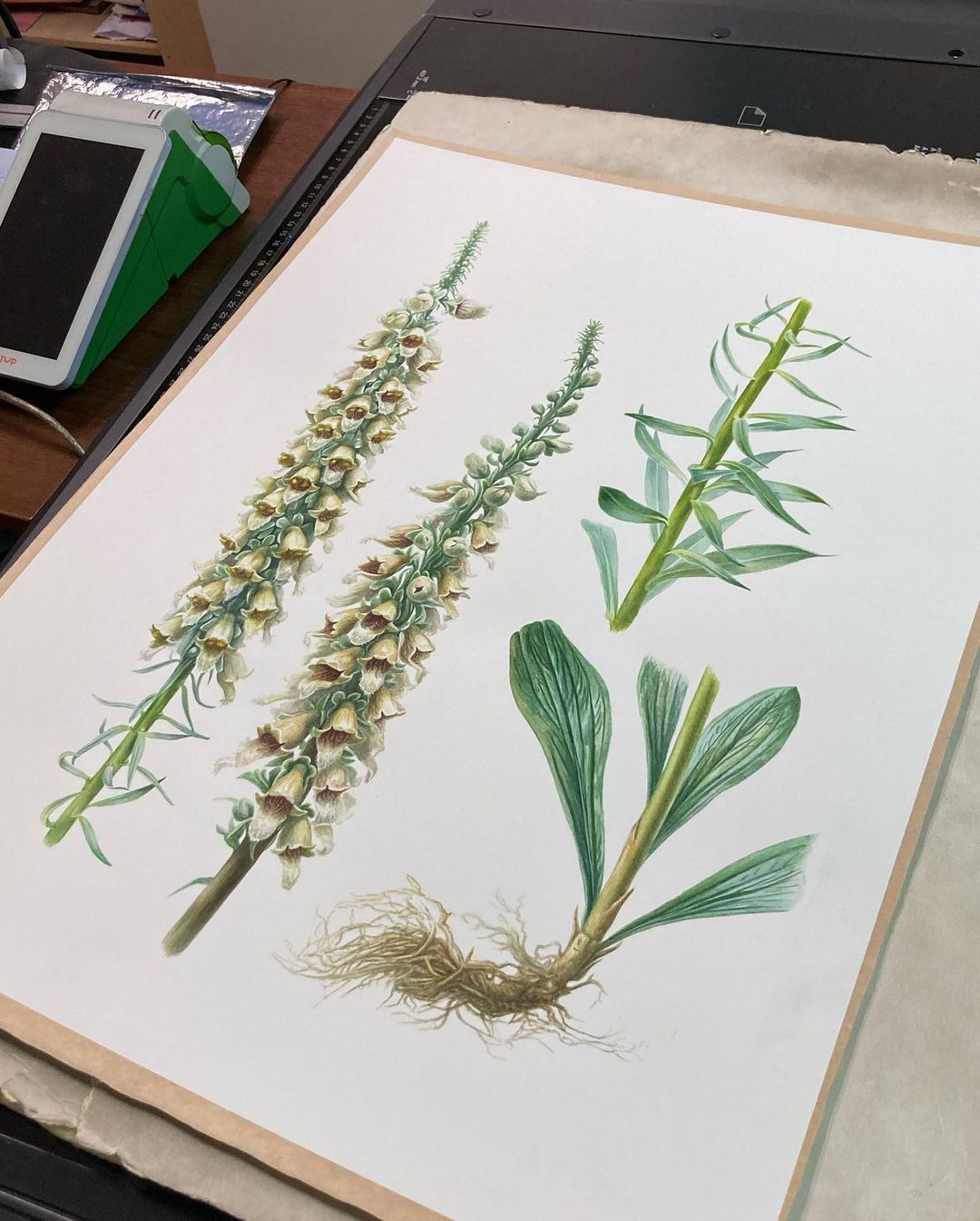 mariayarmish_botanicalart в LOOKY — фото 2