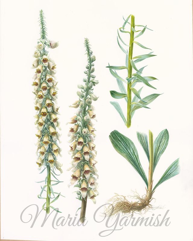 mariayarmish_botanicalart в LOOKY. #ботаническаяживопись,#ботаническаяакварель,#ботаническаяиллюстрация,#иллюстрацияназаказ,#цветыакварелью,#ярмишмария,#растениякавказа. Поехала моя Наперстя...