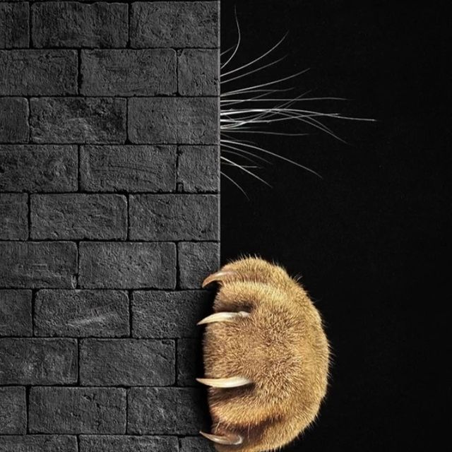 blumstejn в LOOKY. . Коты сами по себе не...