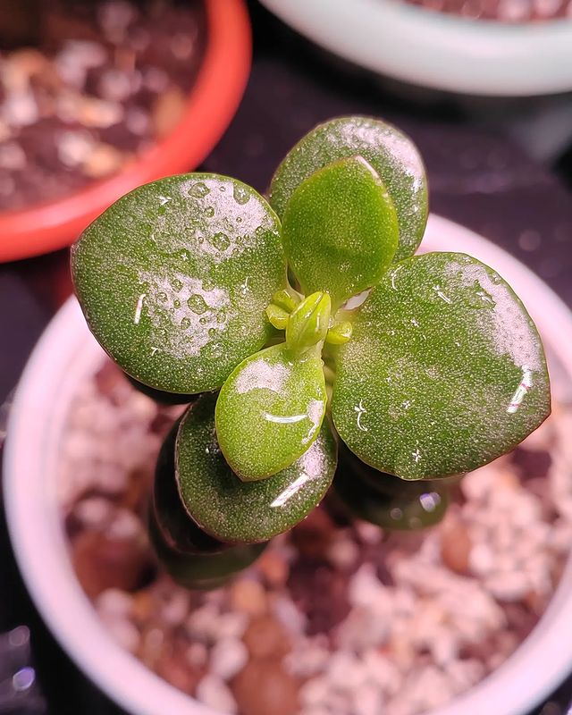 pautinka_club в LOOKY. #крассула,#минор,#хобби,#суккуленты,#succulent,#krassula,#кросбис. #крассула #минор #хо...