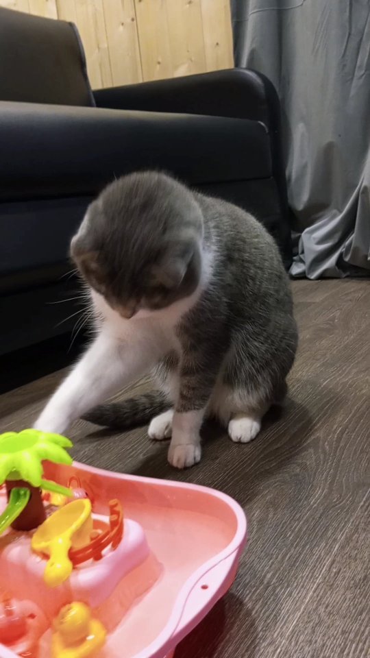 funtick_kot в LOOKY. #pipipiupiu,#уточки,#кот,#лайк,#котик,#котя,#cat,#catoftheday,#cats_of_instworld,#catsofinstagram,#cats,#catlovers,#star,#video. Мои новые уточки. 😸...