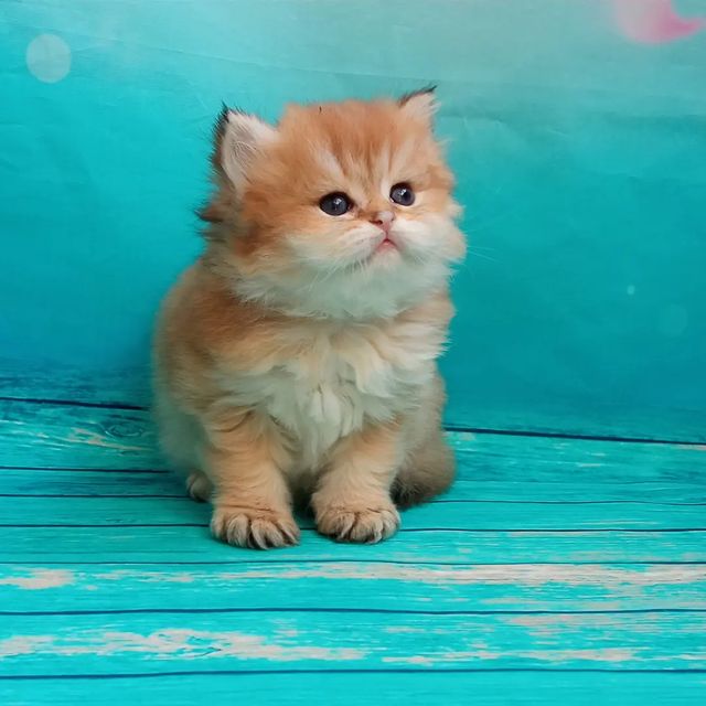 cattery_fiori.zen в LOOKY. #ghpklqa21#britishcolor,#GoldenKittens,#goldenchinchilla,#britishshorthair,#britishlonghair,#britishcat,#kittenlovers. Маленький совёнок же...