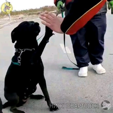 dressirovka_nv in LOOKY. . Уважаемые владельцы ...