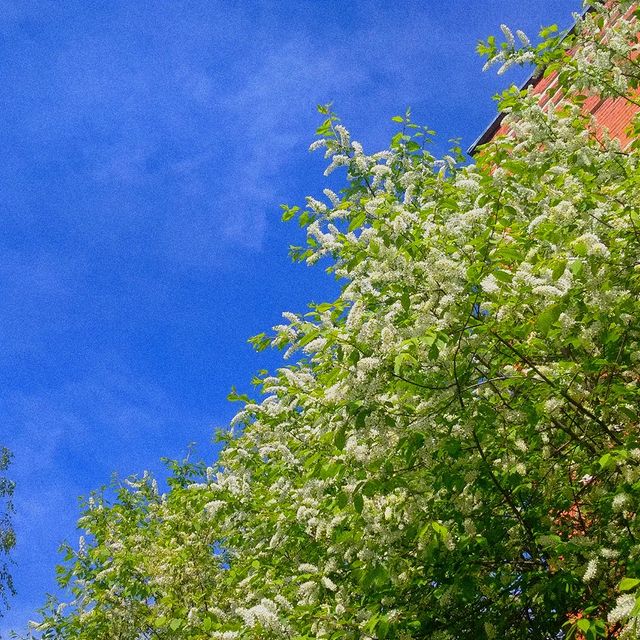__wasxxe__ в LOOKY. #spring,#april,#matsy,#sun,#warm,#beautiful,#day,#instagram,#photo,#beautifulday. 💚✨💚 - 23.04.30

la...