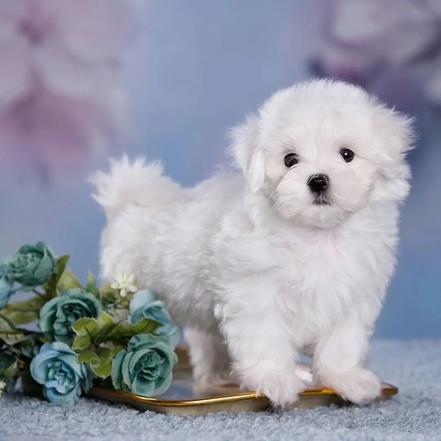 annasolo1223 в LOOKY. . Мальчик мальтезе мин...