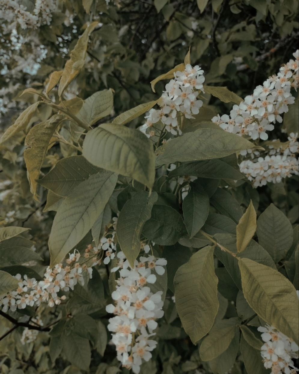 kotova.aaa в LOOKY. . Самые лучшие вещи в ...