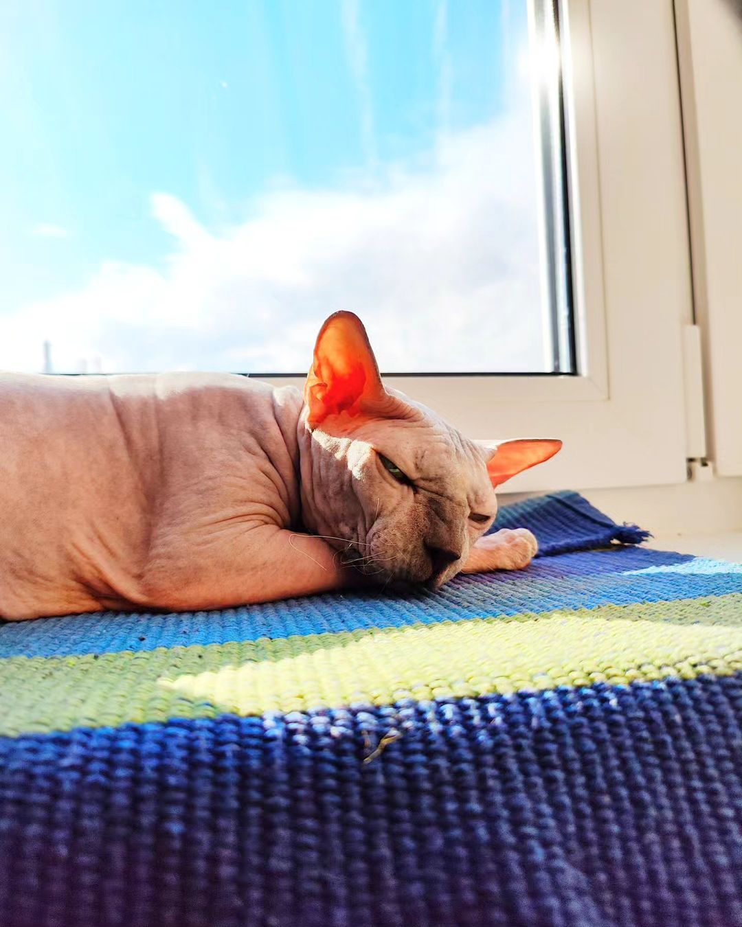 eva_sphynx_cat в LOOKY — фото 2