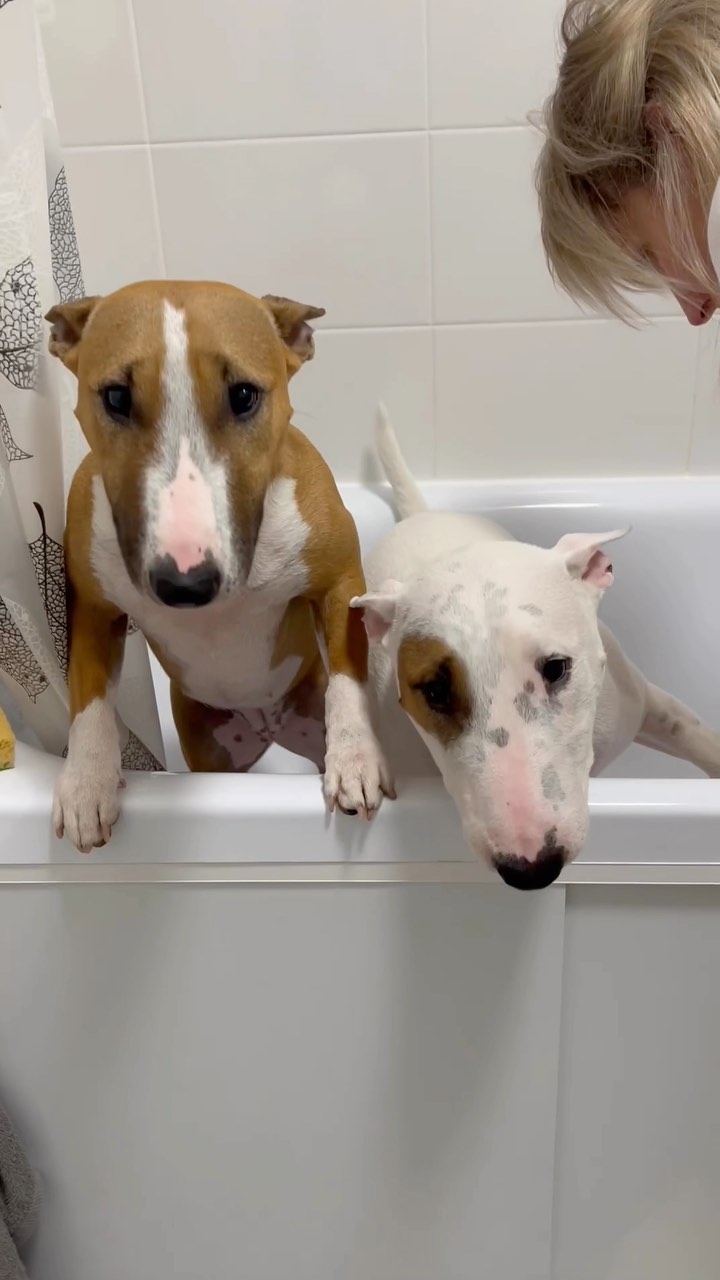 minibull_izzi в LOOKY. #bullterrier,#bullterrierlovers,#bullterrierlover,#minibull,#minibullterrier,#dog,#dogoftheday,#dogsofinstagram,#собака,#собакадругчеловека,#собакадруг. 🤣🤣

#bullterrier #...