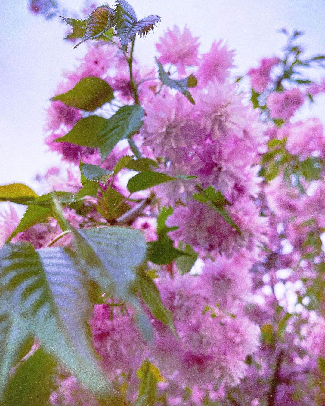 alpatickova в LOOKY — May

#landscape #sakura #travel #travelphotography #photooft