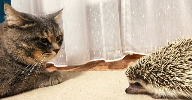 7calamus7 в LOOKY. #hedgehog,#pets,#cute,#animal,#animals,#animallover,#beautiful,#nature,#еж,#ёжики,#hedgehogsofinstagram,#home,#weekend,#igel,#кот,#котик,#cat,#коты,#котики,#catsofinstagram,#catlovers,#catlover,#kitten,#cute,#cats,#kitty,#pet,#catstagram,#kittensofinstagram,#pets,#animal,#kittycat,#gato,#. Многозначительное мо...