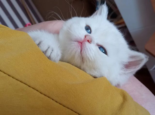 cattery_fiori.zen в LOOKY. #britishcolor,#briny11,#britishshorthair,#briny12,#britishcat,#kitten,#kittens_of_wordl,#kittenlovers,#kittensforyou,#kittensdaily. -Что ж вы странные т...