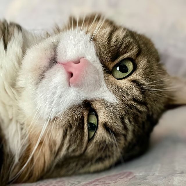 iva_shadow в LOOKY. . И еще одна живность,...