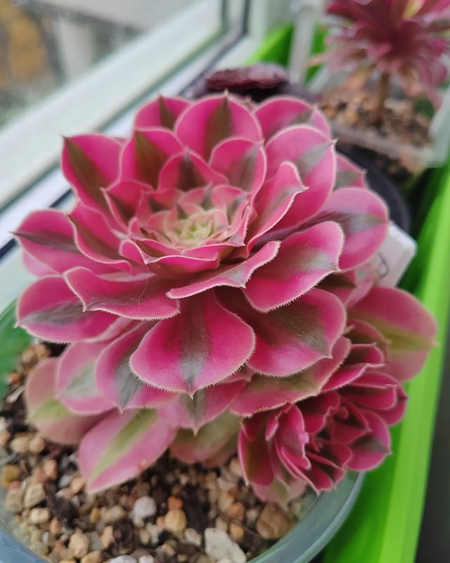 pautinka_club в LOOKY. #розоваяведьма,#эониум,#цветы,#хобби,#суккуленты,#succulent,#aeonium,#succulent,#flowers. Pink Witch #розоваяв...