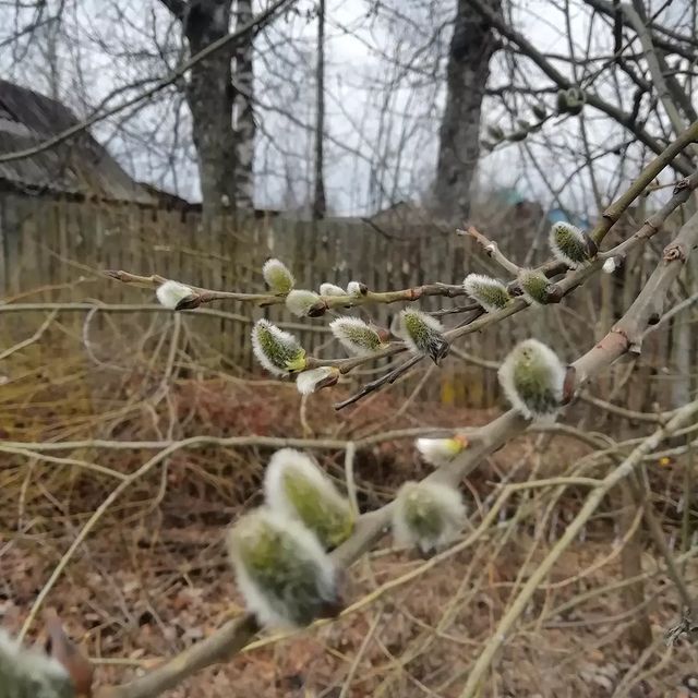 ulya_pict в LOOKY. #весна,#spring. Первые почки. В этом...