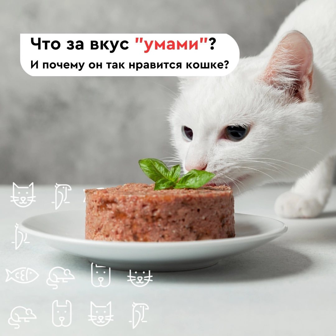 Что такое «умами»?
 
А вы знаете, что кошка может чувствовать не только соленый, кислый и горький вкусы, но и таинственный вкус «умами»?
 
Умами — значит, приятно пикантный. Открыл его японский химик, потому и название такое непривычное.
 
Если по-научному, такой вкус придает продуктам глутаминовая кислота. 

Кстати, поэтому глутамат натрия — частый «гость» в составах продуктов, которые надо бы сделать повкуснее. Когда обычные продукты соединяются с умами, пикантность и аппетитность значительно возрастают!
 
Умами имеет мягкий «белковый», мясной, приятный вкус и долгое послевкусие. 

Человек, кстати, полностью его ощутить не может, но зато чувствует бОльшую аппетитность, аж слюнки текут! А вот кошки разбираются в умами лучше всех. 

Впрочем, как и в мясе. На их языках есть специальные рецепторы, которые помогают различать мясной вкус, то есть тот самый умами!
 
А вот сладкий вкус кошкам недоступен, увы.
