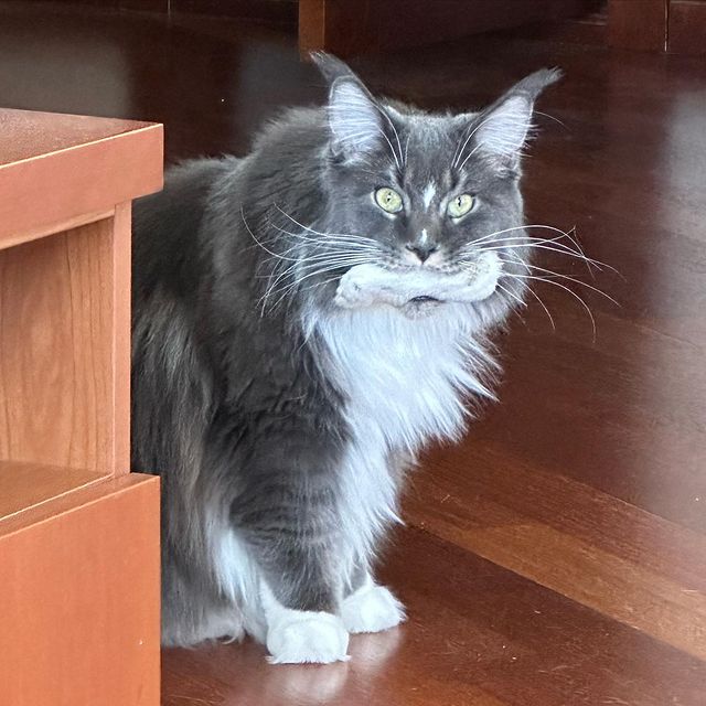nika.maine_coon в LOOKY. #cat,#cats,#mainecoonlovers,#catlover,#catlovers,#katze,#picoftheday,#catsofinstagram,#catstagram,#catporn,#catoftheday,#貓,#猫,#gatto,#قط,#gato,#catlove,#mainecooncats,#happycat,#pet,#yourcatphoto,#pet,#pleasantcats,#myselfmadephotos,#catladytribe,#🐱,#maanocats,#catplay,#catplaying,#photooftheday. Поиграем? …
𓃠︎NIKA�...