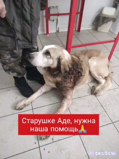 viktoria_help_animals_kmv в LOOKY. . Я долго собиралась, ...