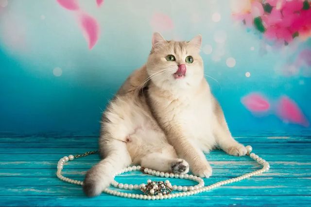 cattery_fiori.zen в LOOKY. #goldenchinchilla,#goldenbluechinchilla,#britishcat,#kittensforyou,#британскиекотята,#золотаяшиншилла,#ふわもこ部. ОСТОРОЖНО, ОКНА! 

Н...