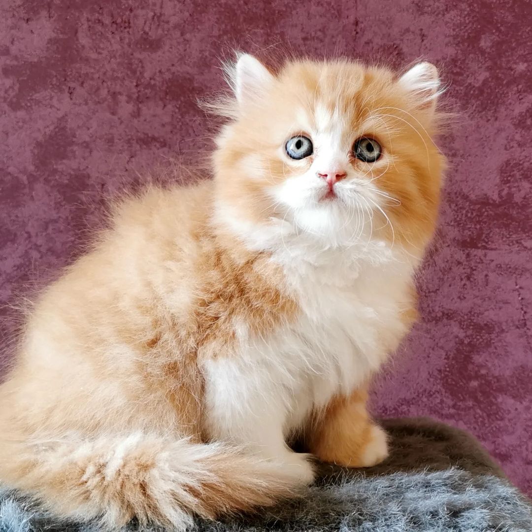 Вислоухие шотландские котята в LOOKY — фото 2
