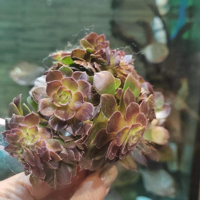 pautinka_club в LOOKY. #эониум,#цветы,#хобби#суккуленты,#succulent,#aeonium,#succulent,#flowers,#succulove. Новенькие кристатки ...