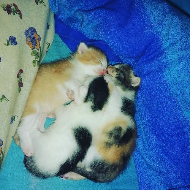 danechka_95ya в LOOKY. #котики#спокойствиеиумиротворение#малыши. #котики#спокойствиеи...