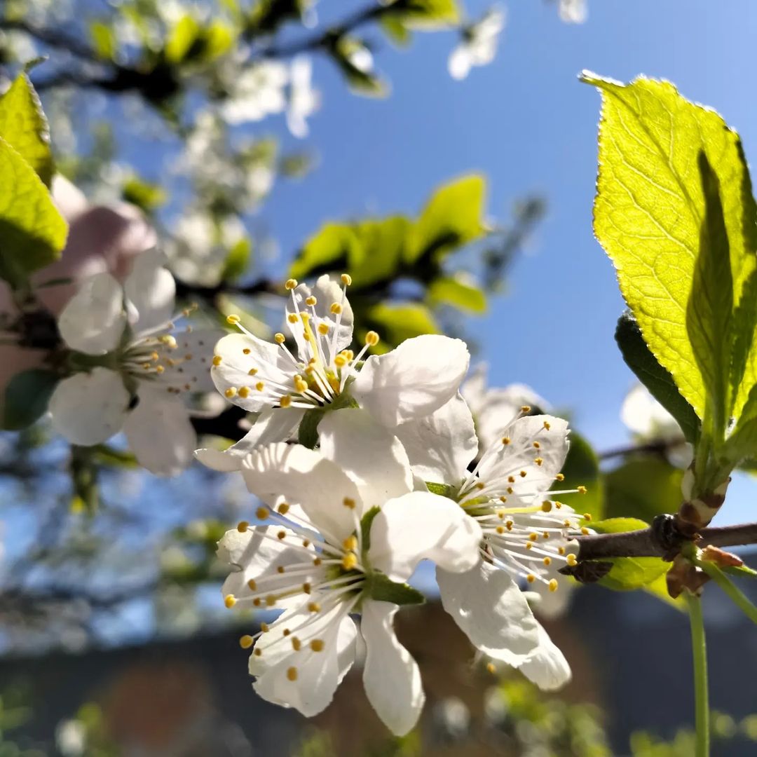 Прекрасный май🌸
#безфильтров