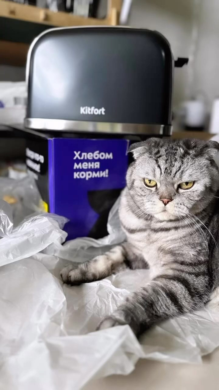 famousniki in LOOKY. #catsman,#cat,#котблогер,#инстакот,#никикот,#пушистик,#когдатыкот,#famousniki. 😻#cats #catsman #ca...