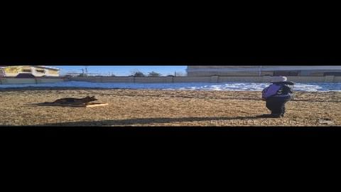 dressirovka_nv in LOOKY. . ОКД. Комплекс.
Целью...