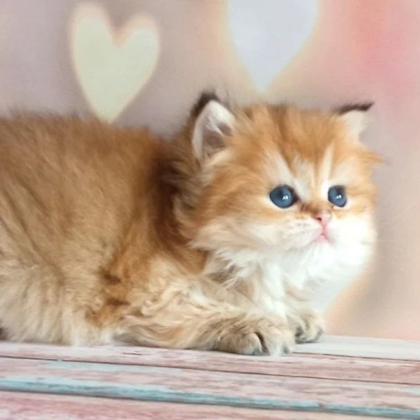 cattery_fiori.zen в LOOKY. #ふわもこ部,#英国猫,#英国小猫,#kittensdaily,#9cattagram,#kittys,#cats_today,#catlowersworld,#purrpurrpurr,#magnificent_meowdels,#cutecatskittens,#pleasantcats,#happycatclub,#katzenleben,#coicommunity,#balousfriends,#cutecats_oftheworld,#cats_of_instagram,#bestmeow,#cutecats,#meowdels,#котятанапродажу,#британскиекотята,#gatitosbritánicos,#gattinibritannici,#chatonsbritanniques,#brittiskakattungar. ВОСПИТАНИЕ кота - ми...