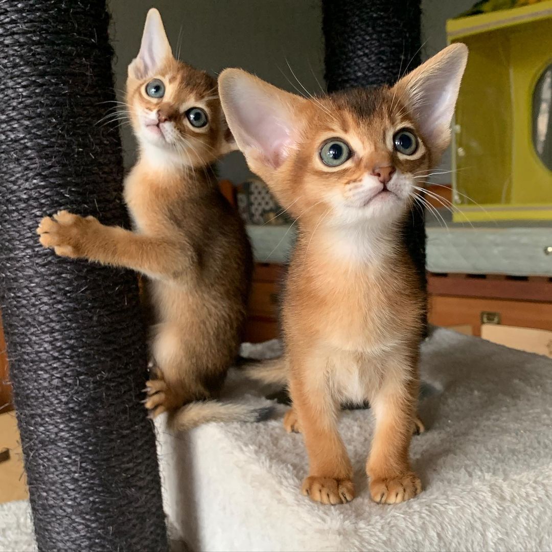 leo_minor_aby_cattery_cfa в LOOKY — фото 2