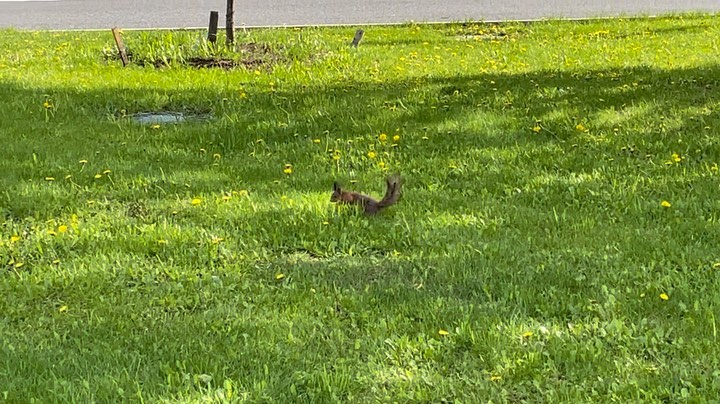 ceaseafire в LOOKY. #Squirrel#Nature#Animal. #Squirrel#Nature#Ani...