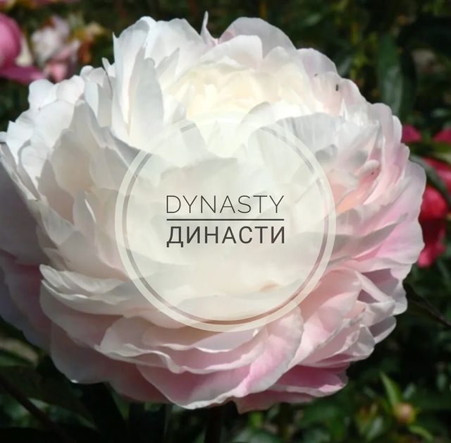 pion_volgograd в LOOKY. . 🌸Dynasty (Династи) ...