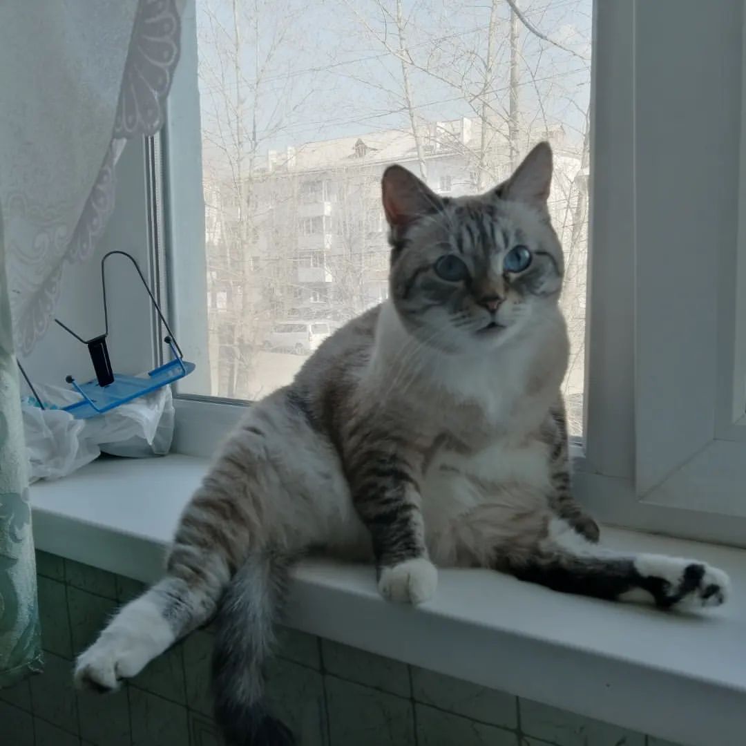 inga_rund в LOOKY. #моякошка,,#мояшиншилла,,#Джесси,,#Джессика,,#кошка,,#котяша,,#пушистик,,#katze,,#catsofrussia,,#meinekatze,,#diekatze. Хоба! 😁
Моя Джесси....