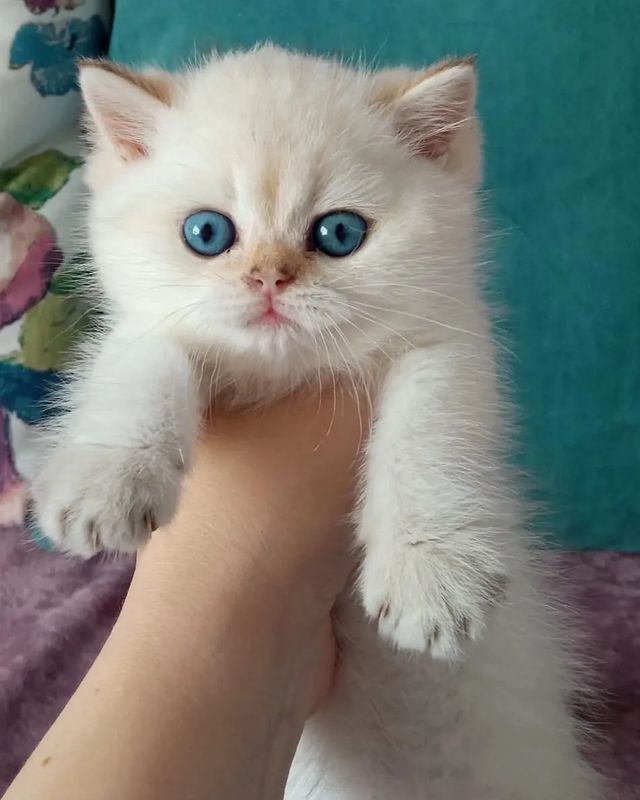 cattery_fiori.zen в LOOKY. #ふわもこ部,#英国猫,#英国小猫,#kittensdaily,#9cattagram,#kittys,#cats_today,#catlowersworld,#purrpurrpurr,#magnificent_meowdels,#cutecatskittens,#pleasantcats,#happycatclub,#katzenleben,#coicommunity,#balousfriends,#cutecats_oftheworld,#cats_of_instagram,#bestmeow,#cutecats,#meowdels,#котятанапродажу,#британскиекотята,#gatitosbritánicos,#gattinibritannici,#chatonsbritanniques,#brittiskakattungar,#usa,#2128506gcde. 💙Какие у него глаза...