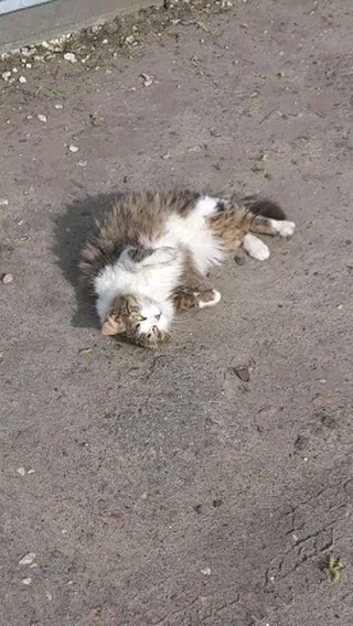 ivanze11 in LOOKY. . Мой Кот my cat