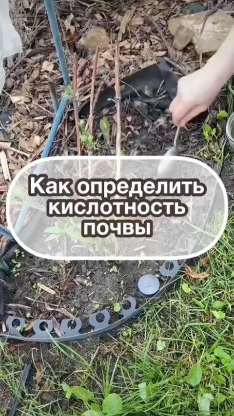 my_garden_every_day в LOOKY. #сад,#садогород,#дача,#дачадача,#мойсад,#огород,#почва,#измерительныйинструмент,#кислотностьпочвы,#совет,#дачасадогород,#огородники,#садоводство,#цветоводство,#веснавсаду,#веснавгороде,#pH#pHпочвы,#измеритькислотность#питомникрастений#длясада#длясадаидома,#длясадаиогорода. Каждую весну , начин...