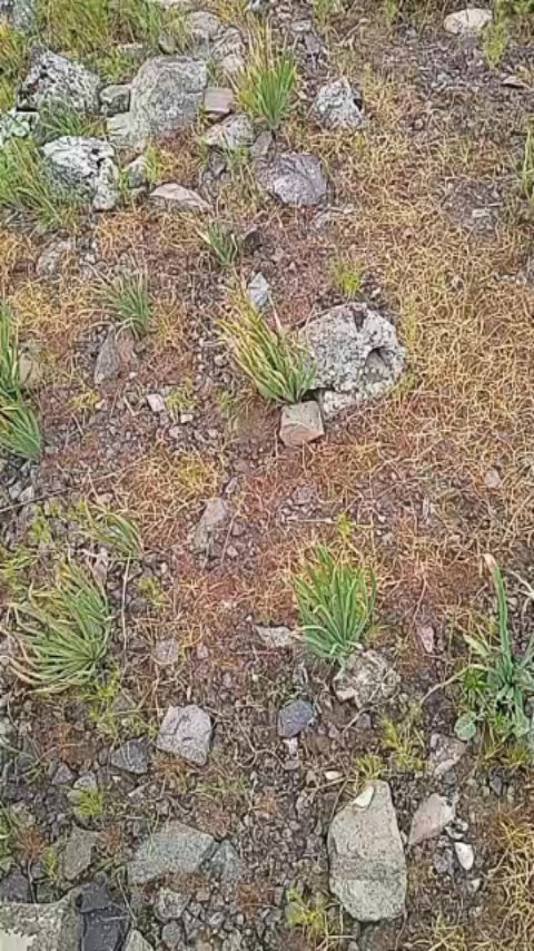 uzbekisto.n в LOOKY. . null