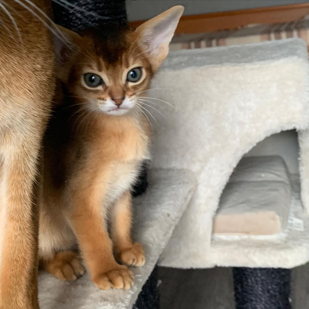 leo_minor_aby_cattery_cfa в LOOKY — фото 7