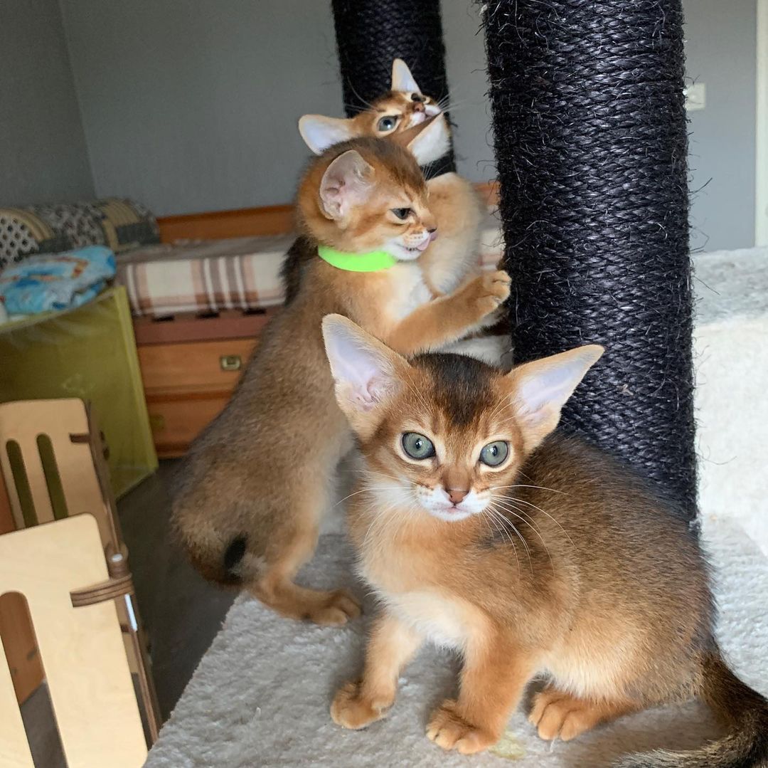 leo_minor_aby_cattery_cfa в LOOKY — фото 2