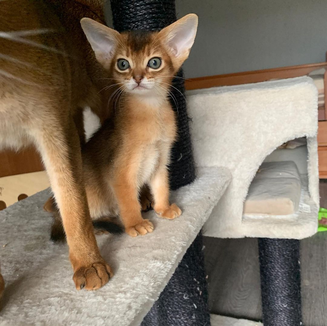 leo_minor_aby_cattery_cfa в LOOKY — фото 5