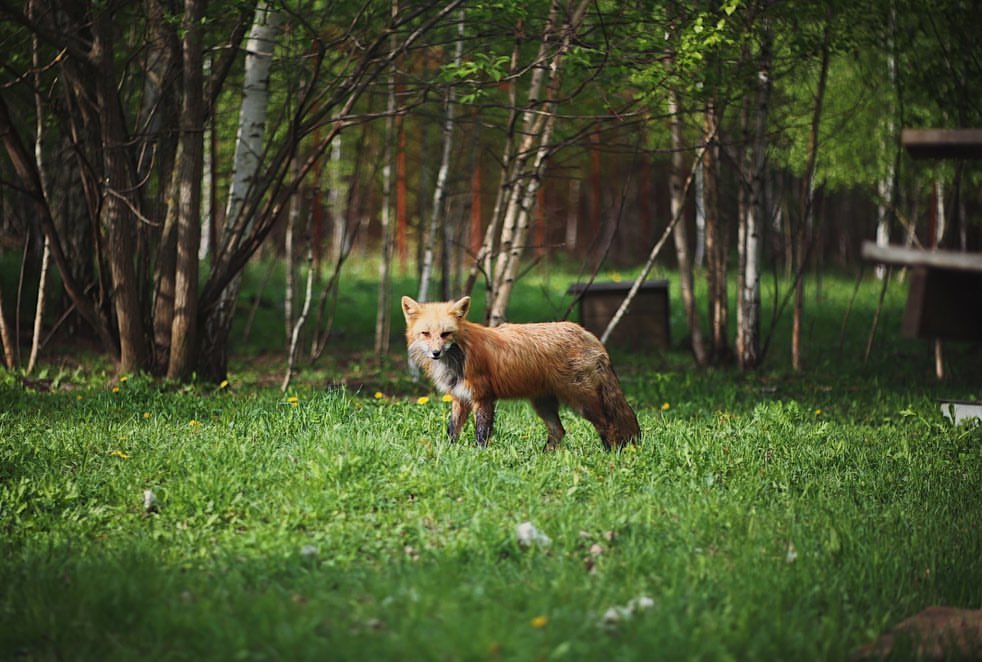 myfoxfamily in LOOKY. . Полчаса высиживания ...